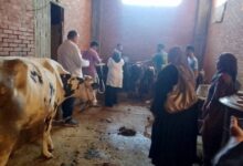 تشخيص وعلاج 4484 رأس ماشية لتنمية الثروة الحيوانية بكفر الشيخ