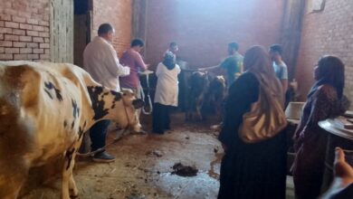 تشخيص وعلاج 4484 رأس ماشية لتنمية الثروة الحيوانية بكفر الشيخ
