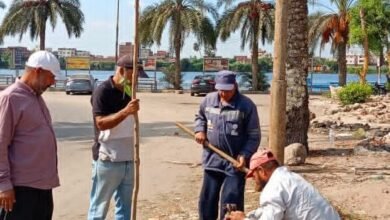 دهان البلدورات وزراعة الأشجار وإزالة الإعلانات العشوائية ضمن خطة يومية بدسوق