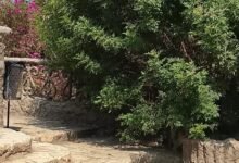 «الزراعة» تُؤكد سلامة أشجار حديقة الأسماك بالزمالك وتؤكد التزامها بحماية التراث النباتي