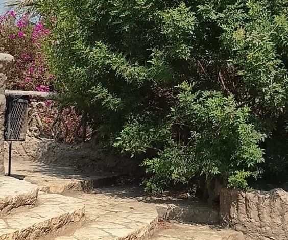 «الزراعة» تُؤكد سلامة أشجار حديقة الأسماك بالزمالك وتؤكد التزامها بحماية التراث النباتي
