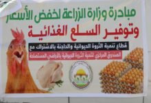 الزراعة» تطرح بيض المائدة بتخفيضات 25% عبر منافذها المتنقلة