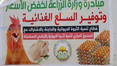 الزراعة» تطرح بيض المائدة بتخفيضات 25% عبر منافذها المتنقلة