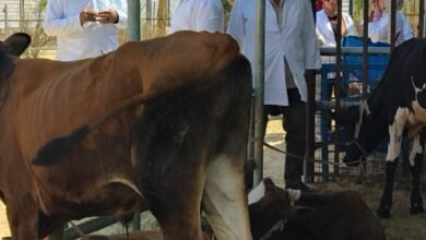 تحصن " ٨١٠٠٠ رأس ماشية " خلال أسبوع بالحملة القومية للتحصين بالقليوبية