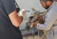 «الزراعة» تنفذ 262 قافلة بيطرية مجانية خلال سبتمبر لخدمة المربين في 269 قرية