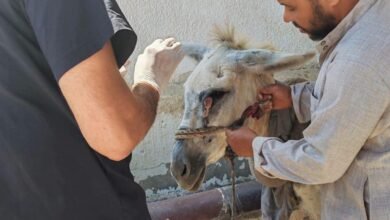 «الزراعة» تنفذ 262 قافلة بيطرية مجانية خلال سبتمبر لخدمة المربين في 269 قرية