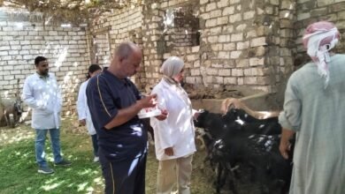 "الزراعة": أكثر من 62 ألف فحص للكشف عن البروسيلا والسل خلال أغسطس